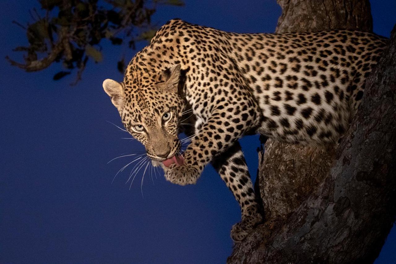 Umlani Bushcamp Villa Timbavati Game Reserve Eksteriør billede