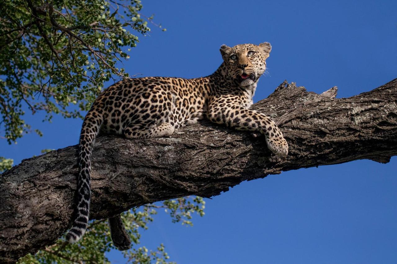Umlani Bushcamp Villa Timbavati Game Reserve Eksteriør billede