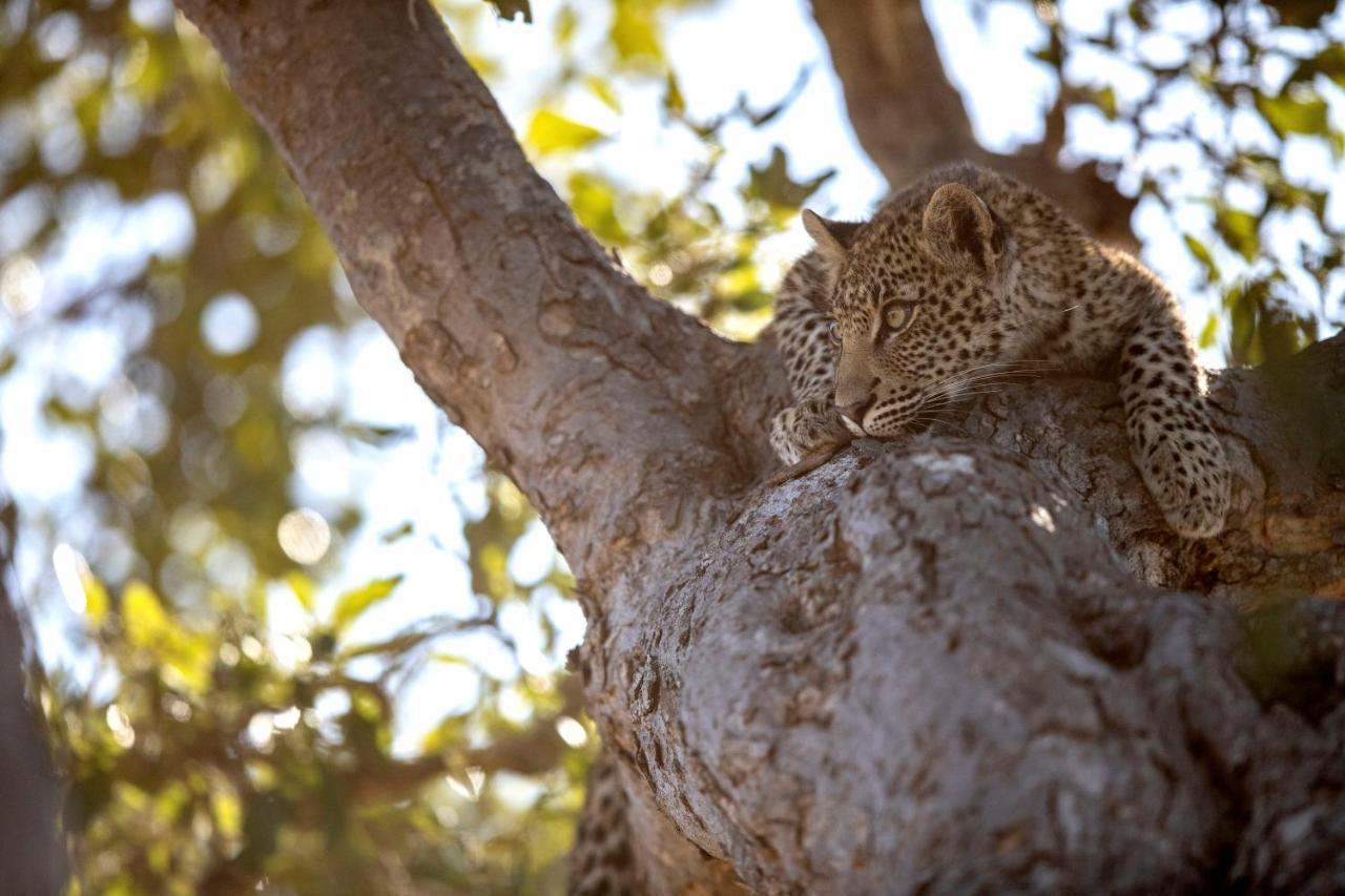 Umlani Bushcamp Villa Timbavati Game Reserve Eksteriør billede