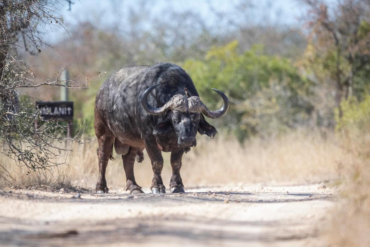 Umlani Bushcamp Villa Timbavati Game Reserve Eksteriør billede