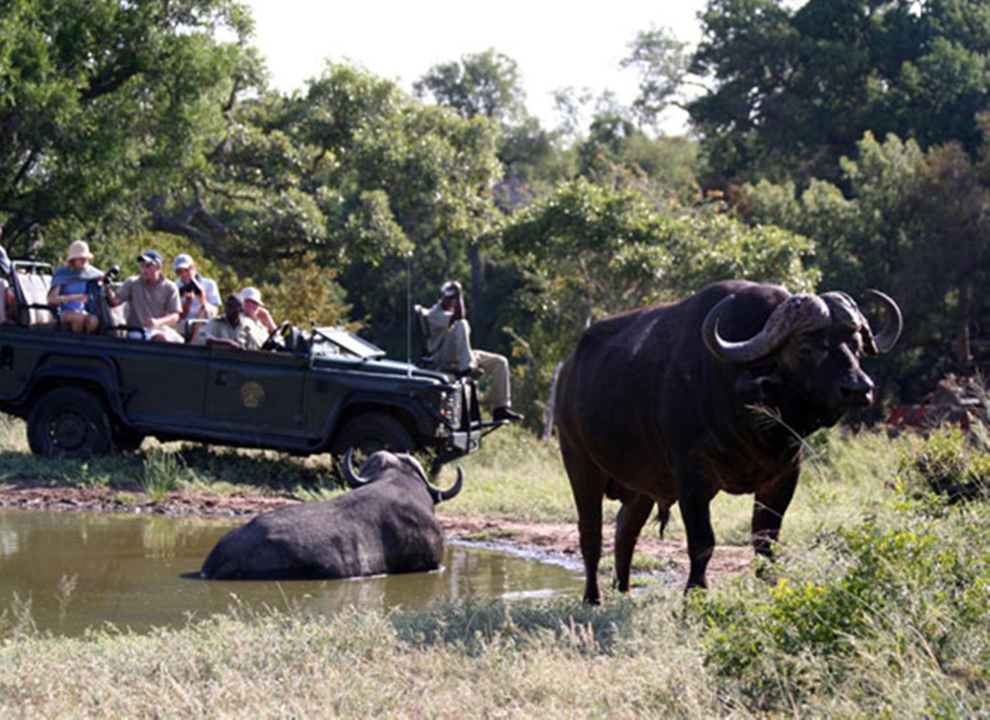 Umlani Bushcamp Villa Timbavati Game Reserve Eksteriør billede