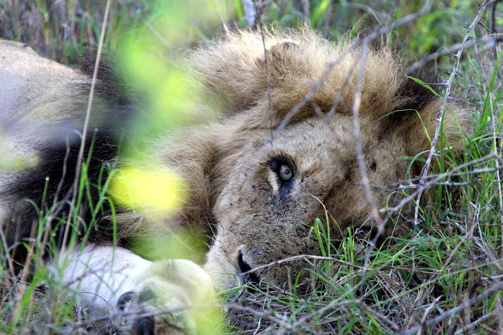 Umlani Bushcamp Villa Timbavati Game Reserve Eksteriør billede