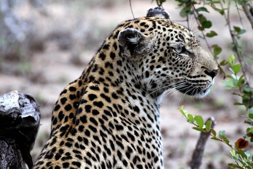Umlani Bushcamp Villa Timbavati Game Reserve Eksteriør billede