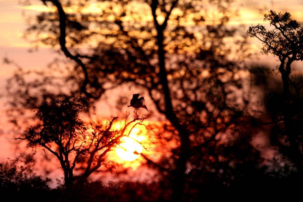 Umlani Bushcamp Villa Timbavati Game Reserve Eksteriør billede