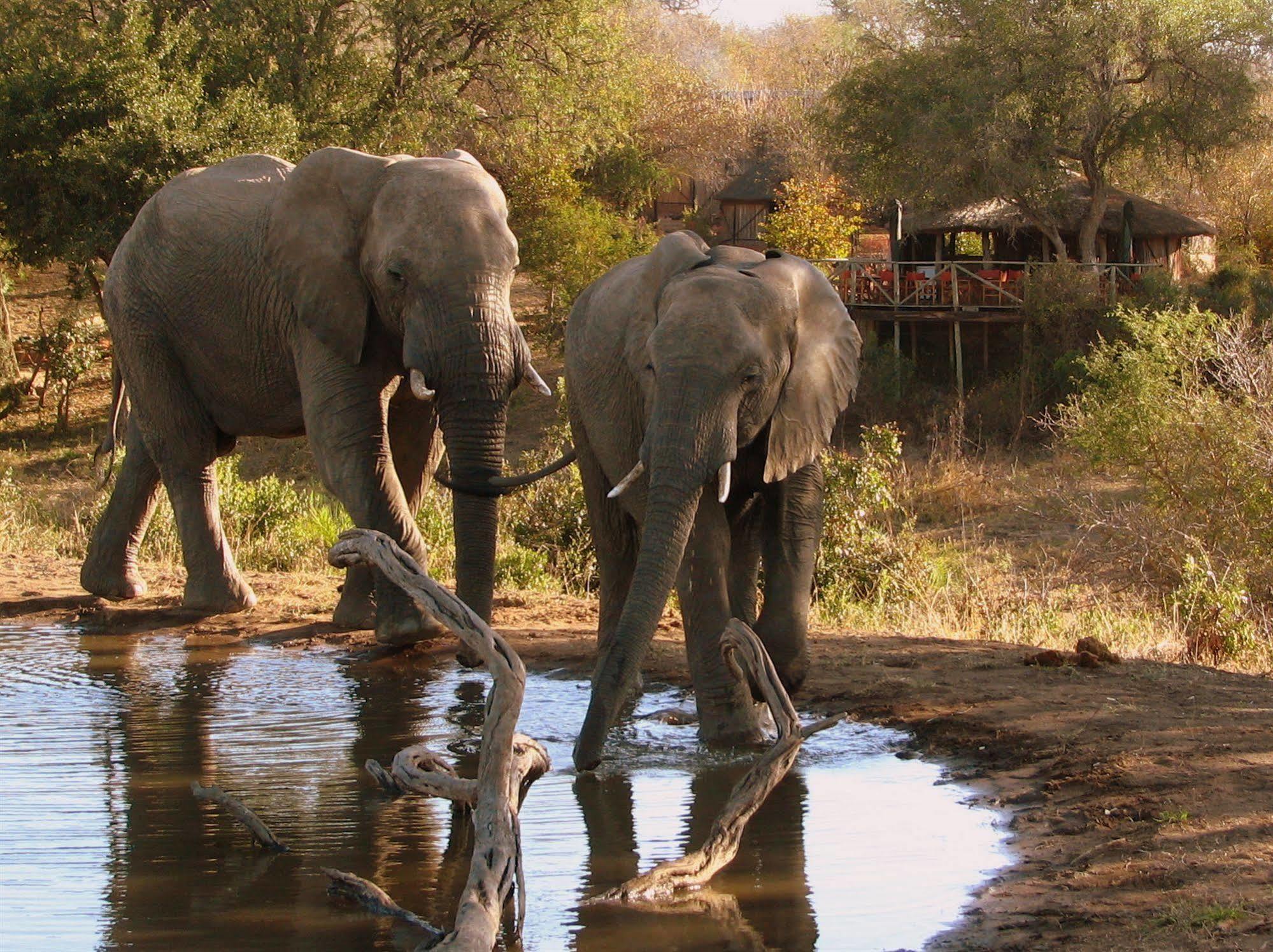 Umlani Bushcamp Villa Timbavati Game Reserve Eksteriør billede